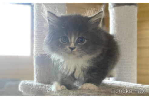 成約済の千葉県のサイベリアン-89265の3枚目